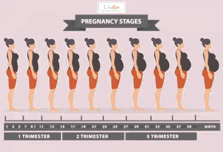 First Trimester (Weeks 1–12): Early Changes You Might Not Notice Upton